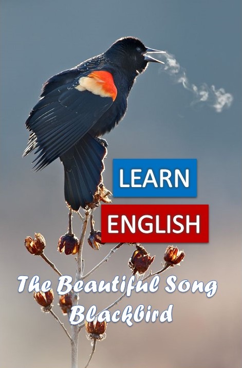 پرنده سیاه
