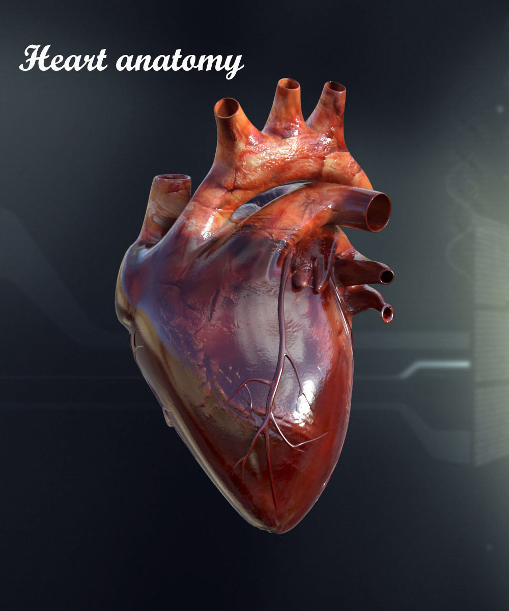 Heart Anatomy